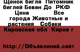 Щенок бигля. Питомник биглей Беван-До (РКФ) › Цена ­ 20 000 - Все города Животные и растения » Собаки   . Кировская обл.,Киров г.